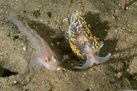 Hermissenda opalescens (Opalescent Nudibranch)