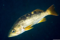 Sebastes flavidus (Yellowtail Rockfish)