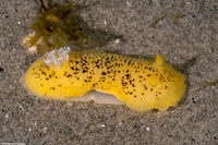 Peltodoris nobilis (Sea Lemon)