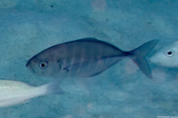 Uraspis helvola (Whitetongue Jack)