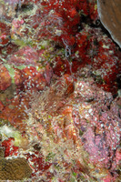Spondylus varius (Variable Thorny Oyster)