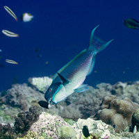 Chlorurus microrhinos (Steephead Parrotfish)