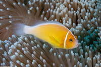 Amphiprion perideraion (Pink Anemonefish)