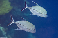 Caranx lugubris (Black Jack)