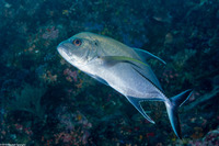 Caranx lugubris (Black Jack)