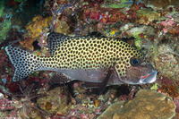 Plectorhinchus chaetodonoides (Many-Spotted Sweetlips)