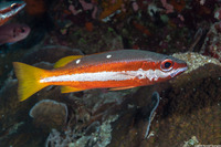 Lutjanus biguttatus (Twospot Snapper)