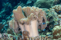 Sarcophyton trocheliophorum (Elephant Ear Coral)