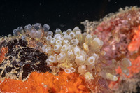 Clavelina sp.2 (Clavelina sp.2)