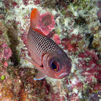 Myripristis violacea (Violet Soldierfish)