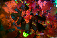 Tubastraea coccinea (Orange Cup Coral)
