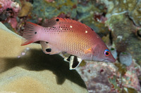 Bodianus dictynna (Redfin Hogfish)