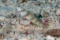 Alpheus bellulus (Tiger Snapping Shrimp)