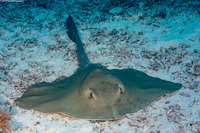 Pastinachus sephen (Cowtail Stingray)