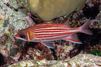 Sargocentron microstoma (Smallmouth Squirrelfish)