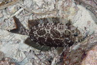 Siganus punctatus (Gold-Spotted Rabbitfish)