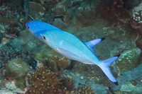 Caesio lunaris (Lunar Fusilier)