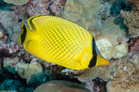 Chaetodon rafflesii (Latticed Butterflyfish)
