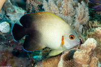 Centropyge vroliki (Pearl-Scaled Angelfish)