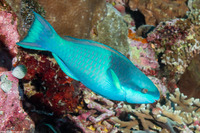 Scarus oviceps (Darkcapped Parrotfish)
