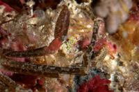 Trinchesia ornata (Ornate Cuthona)