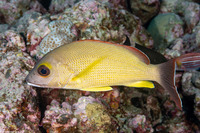 Lutjanus fulvus (Blacktail Snapper)