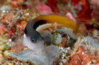 Ecsenius bicolor (Bicolor Coralblenny)