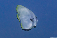 Platax boersii (Golden Spadefish)