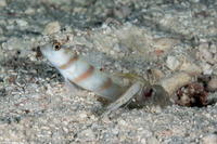 Alpheus djeddensis (Djedda Alpheus)