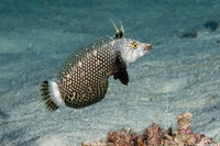 Novaculichthys taeniourus (Rockmover Wrasse)