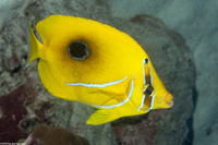 Chaetodon bennetti (Eclipse Butterflyfish)