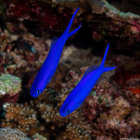 Hoplolatilus starcki (Bluehead Tilefish)