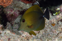 Zebrasoma scopas (Brushtail Tang)