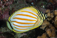 Chaetodon ornatissimus (Ornate Butterflyfish)