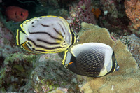Chaetodon reticulatus (Reticulated Butterflyfish)