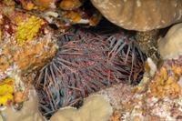 Acanthaster solaris (Crown-of-Thorns Star)
