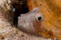 Salarias segmentatus (Segmented Blenny)