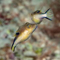 Canthigaster rostrata (Sharpnose Puffer)