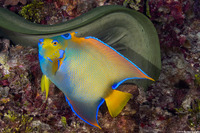 Holacanthus ciliaris (Queen Angelfish)