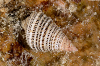Cerithium litteratum (Stocky Cerith)