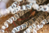 Order Amphipoda (Amphipod)