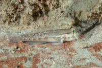 Gnatholepis thompsoni (Goldspot Goby)