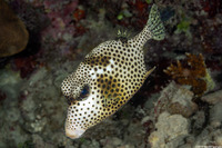 Lactophrys bicaudalis (Spotted Trunkfish)