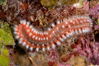 Hermodice carunculata (Bearded Fireworm)