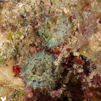 Discosoma carlgreni (Forked Tentacle Corallimorph)