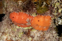 Platydoris angustipes (Leather-Backed Platydoris)