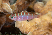 Serranus tortugarum (Chalk Bass)