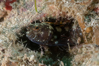 Emblemaria pandionis (Sailfin Blenny)