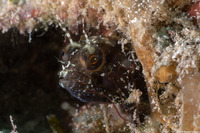 Emblemaria pandionis (Sailfin Blenny)