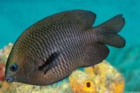 Stegastes diencaeus (Longfin Damselfish)